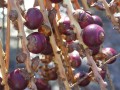 BeccariophoenixAlfredii03.jpg