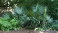 SabalMinor03.jpg