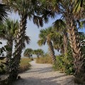 SabalPalmetto06.jpg