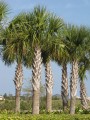 SabalPalmetto05.jpg