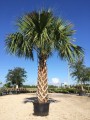 SabalPalmetto04.jpg