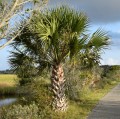 SabalPalmetto03.jpg
