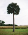 SabalPalmetto01.jpg