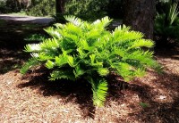 Zamia Floridana