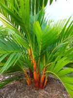 Areca Vestiaria Giseke