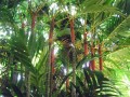 ArecaVestiaria04.jpg