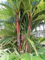 ArecaVestiaria02.jpg