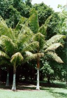 Dypsis Leptocheilos