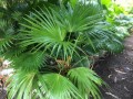 LivistonaRotundifolia01.jpg