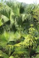 LivistonaRotundifolia02.jpg