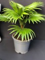 LivistonaRotundifolia05.jpg