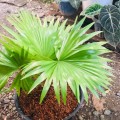 LivistonaRotundifolia06.jpg
