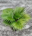 LivistonaRotundifolia07.jpg