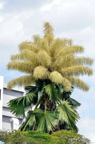 CoryphaUmbraculifera08.jpg