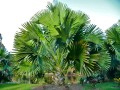 CoryphaUmbraculifera05.jpg