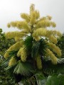 CoryphaUmbraculifera07.jpg