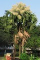 CoryphaUmbraculifera06.jpg