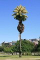 CoryphaUmbraculifera04.jpg