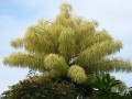CoryphaUmbraculifera03.jpg