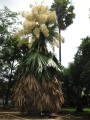 CoryphaUmbraculifera02.jpg