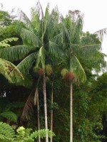 Hydriastele Costata