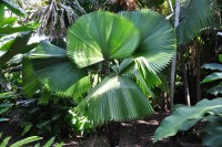 Licuala Peltata Var.Sumawongii