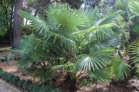 Trachycarpus Takil 