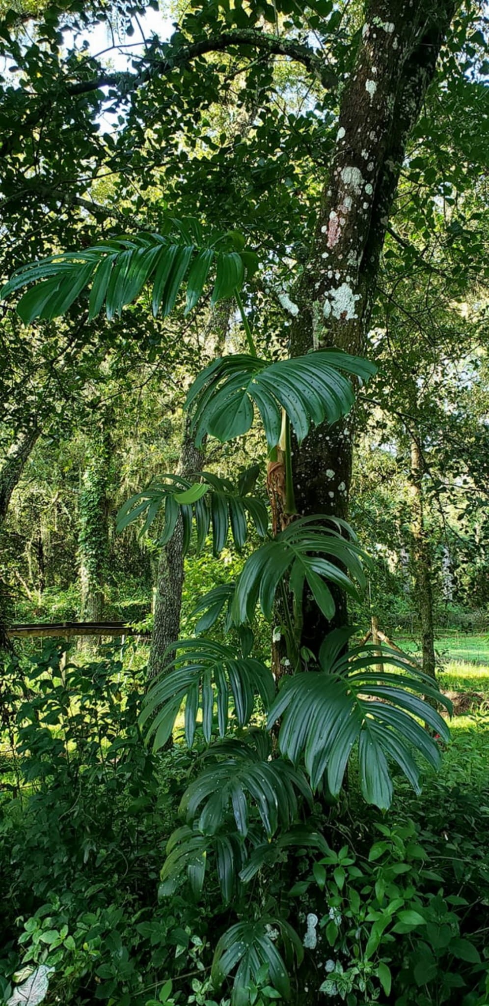 Rhapidophora Decursiva Bananalicious.pl