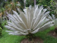 Cycas Sp.Silver