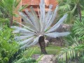 Cycas01.jpg