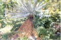 Cycas02.jpg