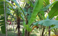 Musa Acuminata Subsp.Siamea 