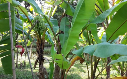 MusaAcuminataSubspSiamea01.jpg