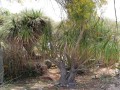 BeaucarneaGuatemalensis03.jpg