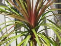 BeaucarneaGuatemalensis02.jpg