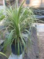BeaucarneaGuatemalensis01.jpg