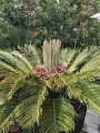 CycasRevoluta04.jpg
