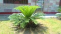 CycasRevoluta05.jpg