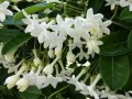 StephanotisFloribunda01.jpg