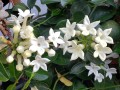 StephanotisFloribunda02.jpg
