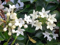 Stephanotis Floribunda