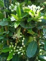 StephanotisFloribunda03.jpg