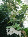 StephanotisFloribunda04.jpg