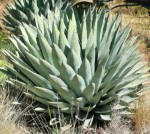 Agave Parryi Subsp.Parryi Giant