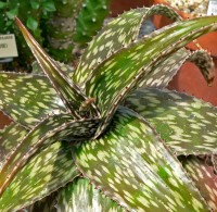 Aloe Hemmingii 
