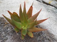 Aloe Manandonae