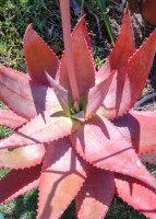 Aloe Mzimbana