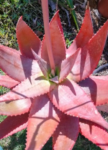 AloeMzimbana03.jpg