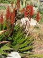 AloeMzimbana01.jpg