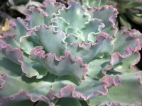 Echeveria Gigantea 'Big Curly'